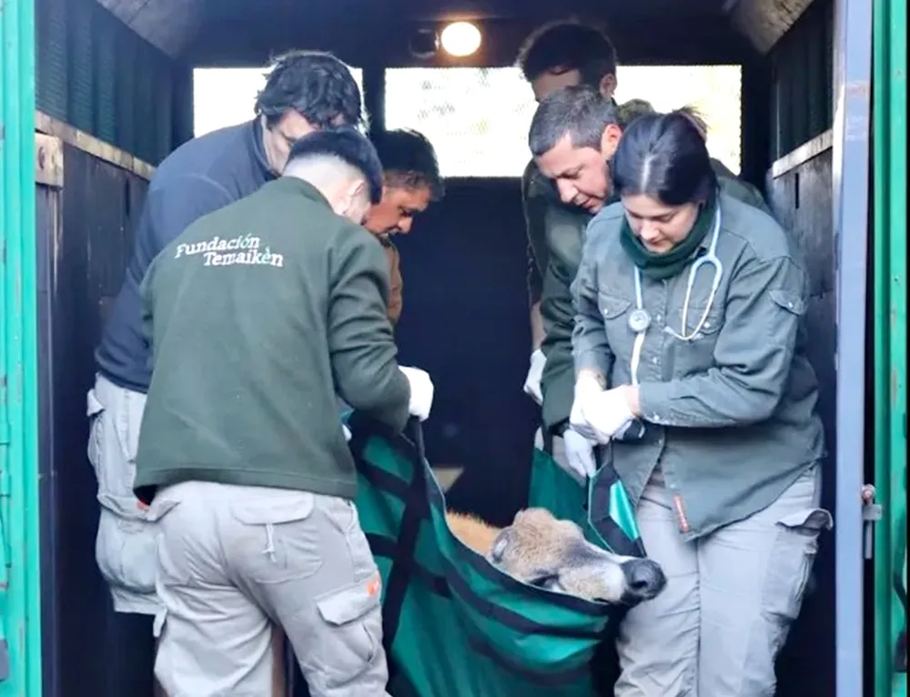 Rescataron un ciervo de los pantanos que apareció en la Panamericana a la altura de Campana