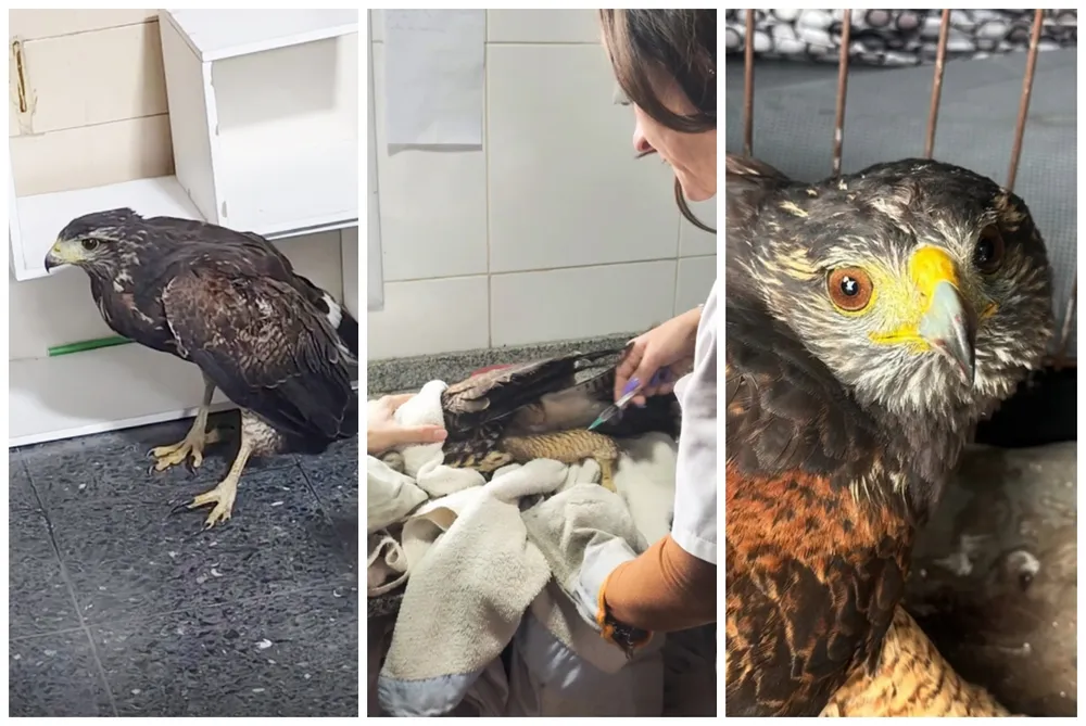 Lanús: un gavilán herido buscó refugio en una unidad sanitaria y recibió atención veterinaria