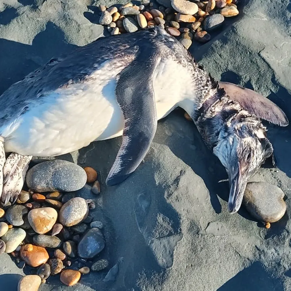 Activaron el protocolo de gripe aviar tras la aparición de pingüinos muertos en la Patagonia