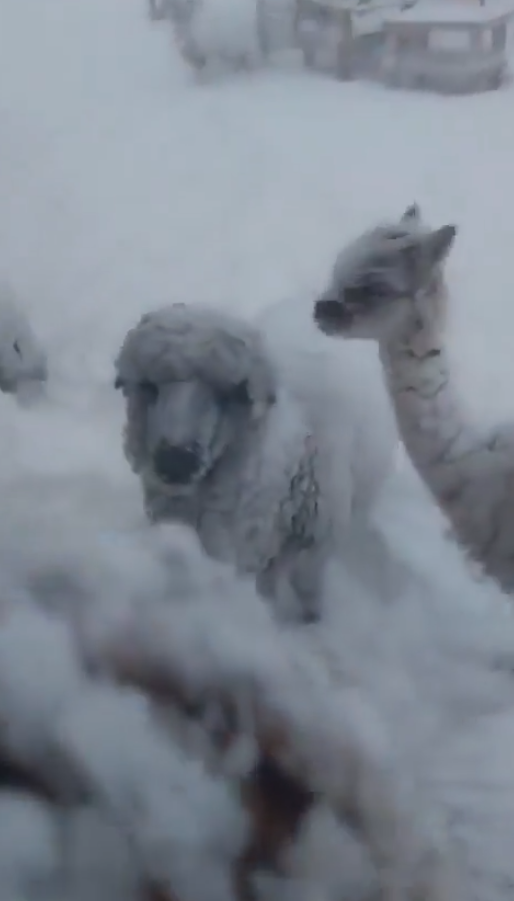 Fuertes nevadas en la cordillera: vehículos, campamentos y animales quedaron cubiertos por la nieve