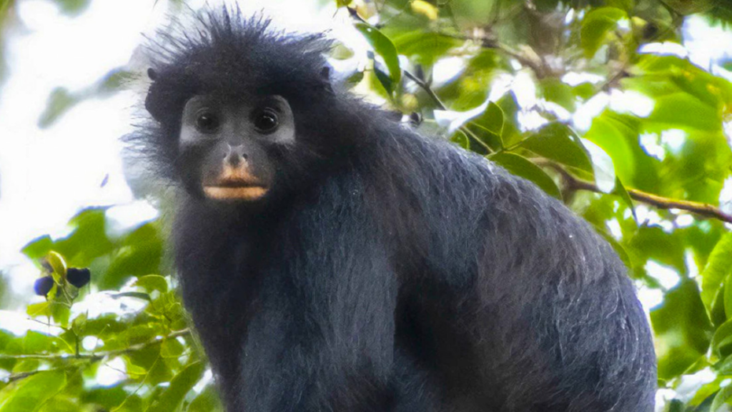 nueva especie mono