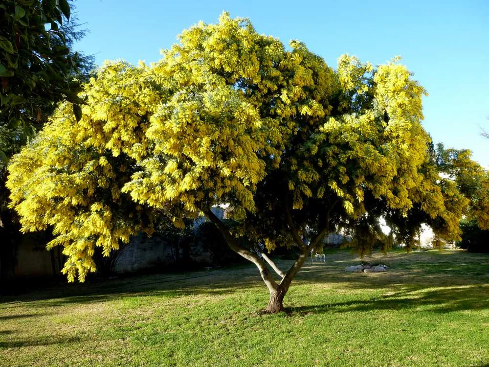 La Provincia aprobó el Plan Estratégico 2026 para conservar los bosques nativos