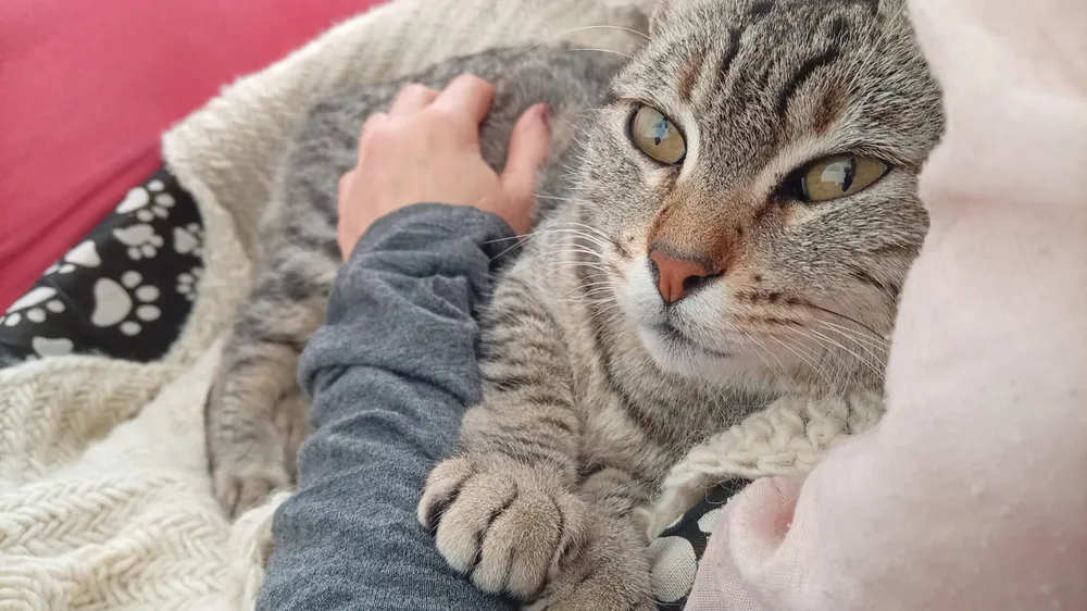 Confirmaron un caso de rabia en un gato en Pilar y refuerzan las medidas de prevención