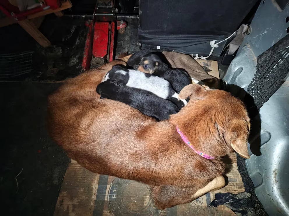 Impactante rescate de una perra y sus ocho cachorros en Berisso: una bombera ingresó a una cañería para salvarlos