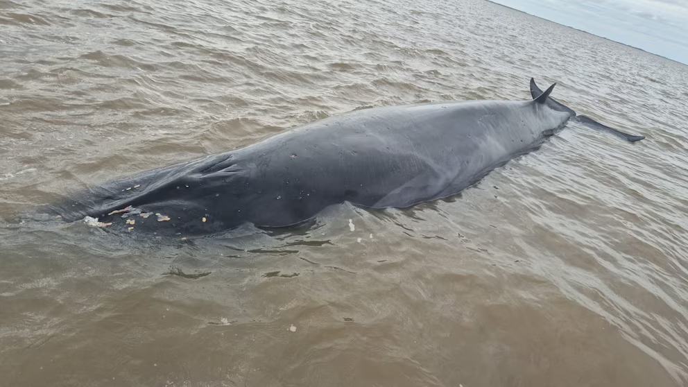 Desplegaron un operativo en San Isidro para rescatar a una ballena encallada en el Río de la Plata