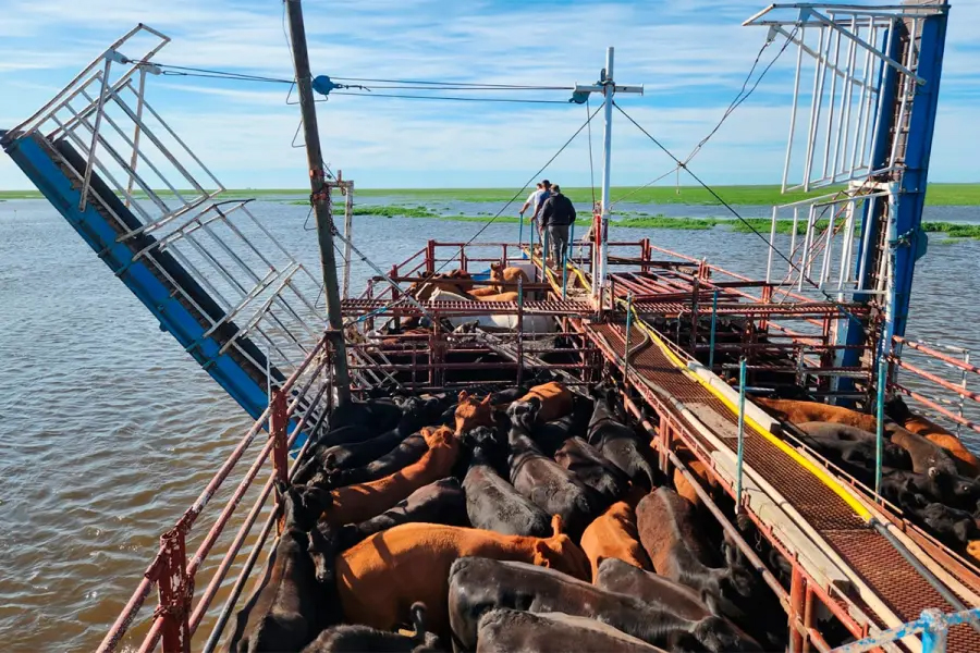 Crecida del río Paraná: comenzó el traslado de hacienda desde las islas hacia campos ubicados en la región