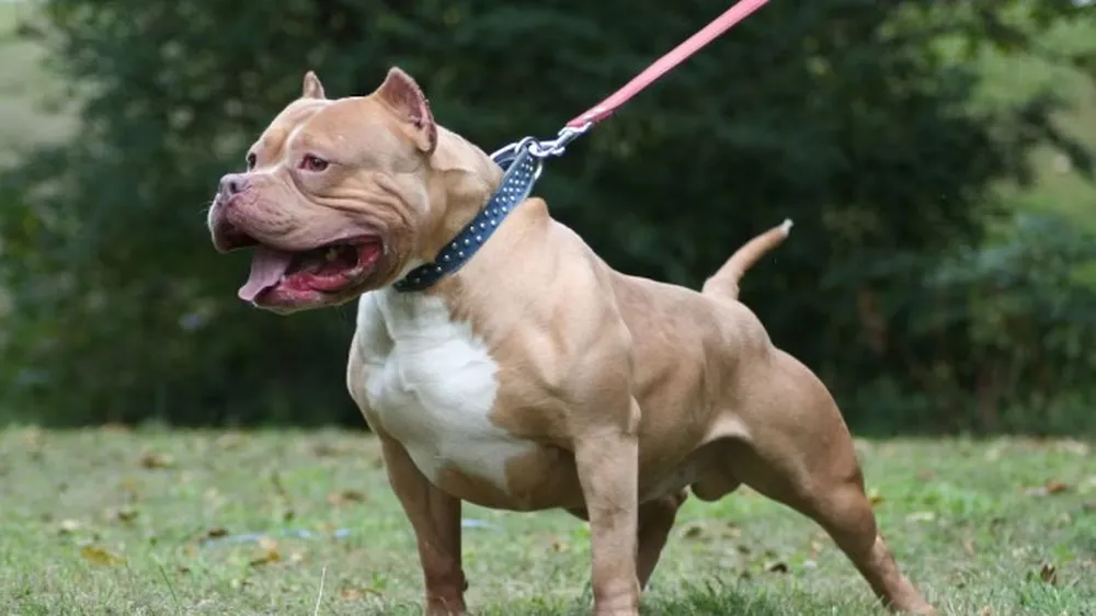 Un pitbull atacó a un hombre en un lavadero de autos de La Plata y terminó hospitalizado