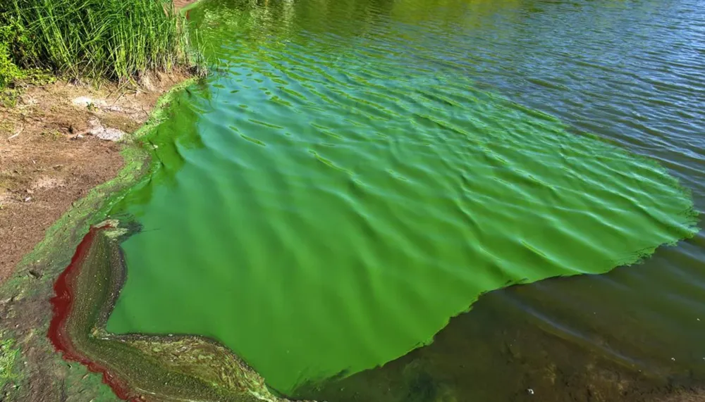 Alerta por cianobacterias en 17 municipios bonaerenses: recomiendan no ingresar al agua