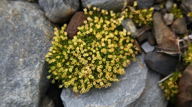 planta antártida