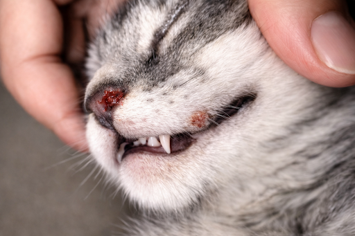 Alerta sanitaria en AMBA y CABA por esporotricosis felina, una enfermedad común causada por un hongo