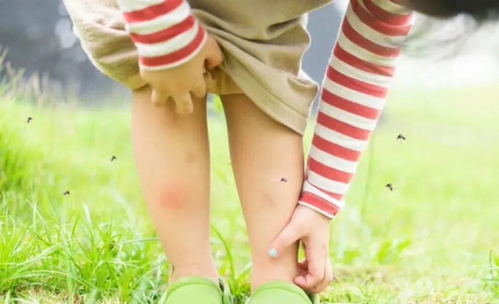 Prevención del dengue: advierten que el frío no elimina los huevos del mosquito