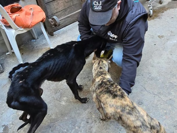 perros retiro