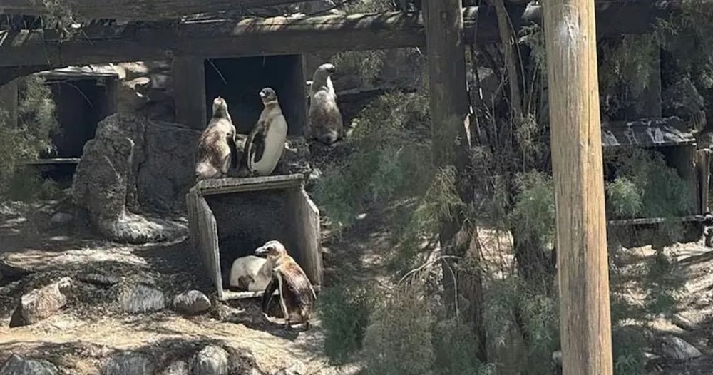 Mar del Plata: trasladaron a Río Negro a los 40 pingüinos de Magallanes que permanecían en el acuario