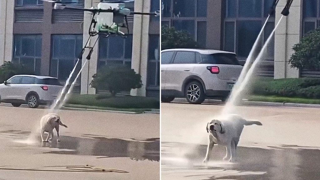 China: un dron diseñado para limpiar paneles solares bañó a un perro en plena calle y la escena se volvió viral