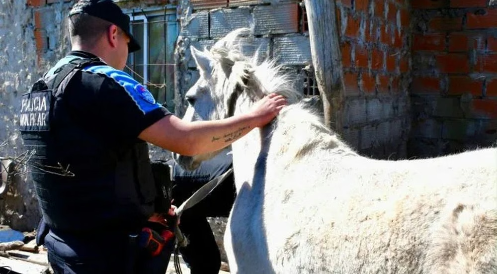 Pilar: desarticularon una banda acusada de robar caballos de polo para faenarlos y hay ocho detenidos