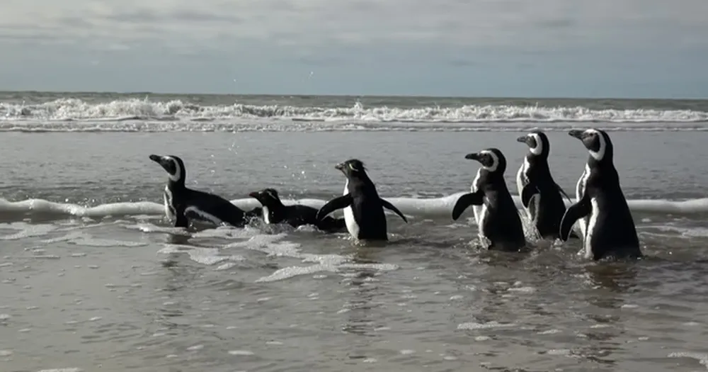 San Clemente: seis pingüinos rescatados tras quedar atrapados en redes y cubiertos de petróleo volvieron al mar