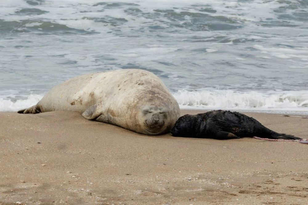 Nació un elefante marino en Mar del Plata y piden mantener 20 metros de distancia para proteger a la cría