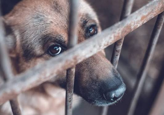 Berazategui: denunciaron a un joven por presunto maltrato y muerte de animales del barrio
