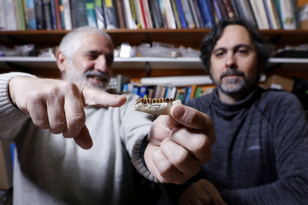 Investigadores del Museo de La Plata identificaron dos nuevas especies de mamíferos fósiles